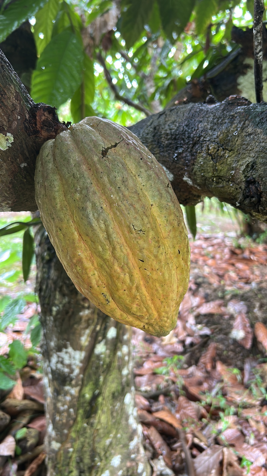 Chocolate & Spices Tour — Bioexploring Quepos