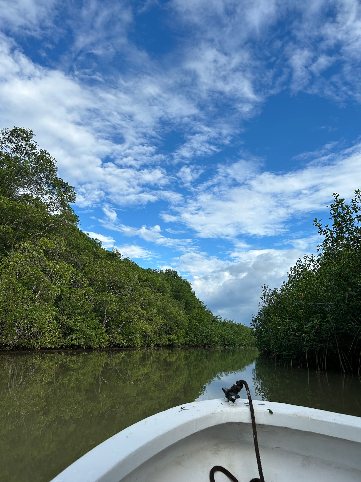 Mangrove Boat Tour — Bioexploring Quepos
