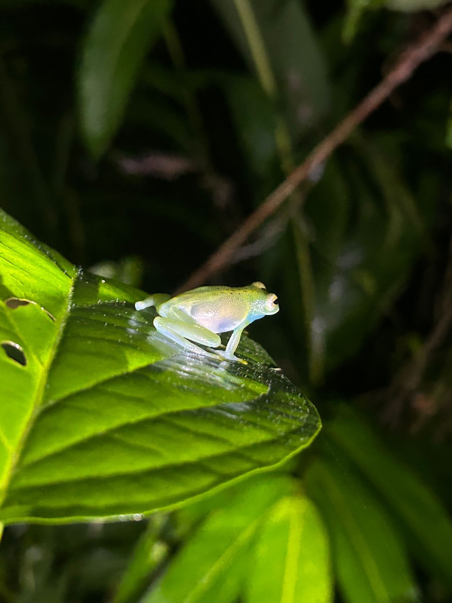 Night Walk Tour — Bioexploring Quepos