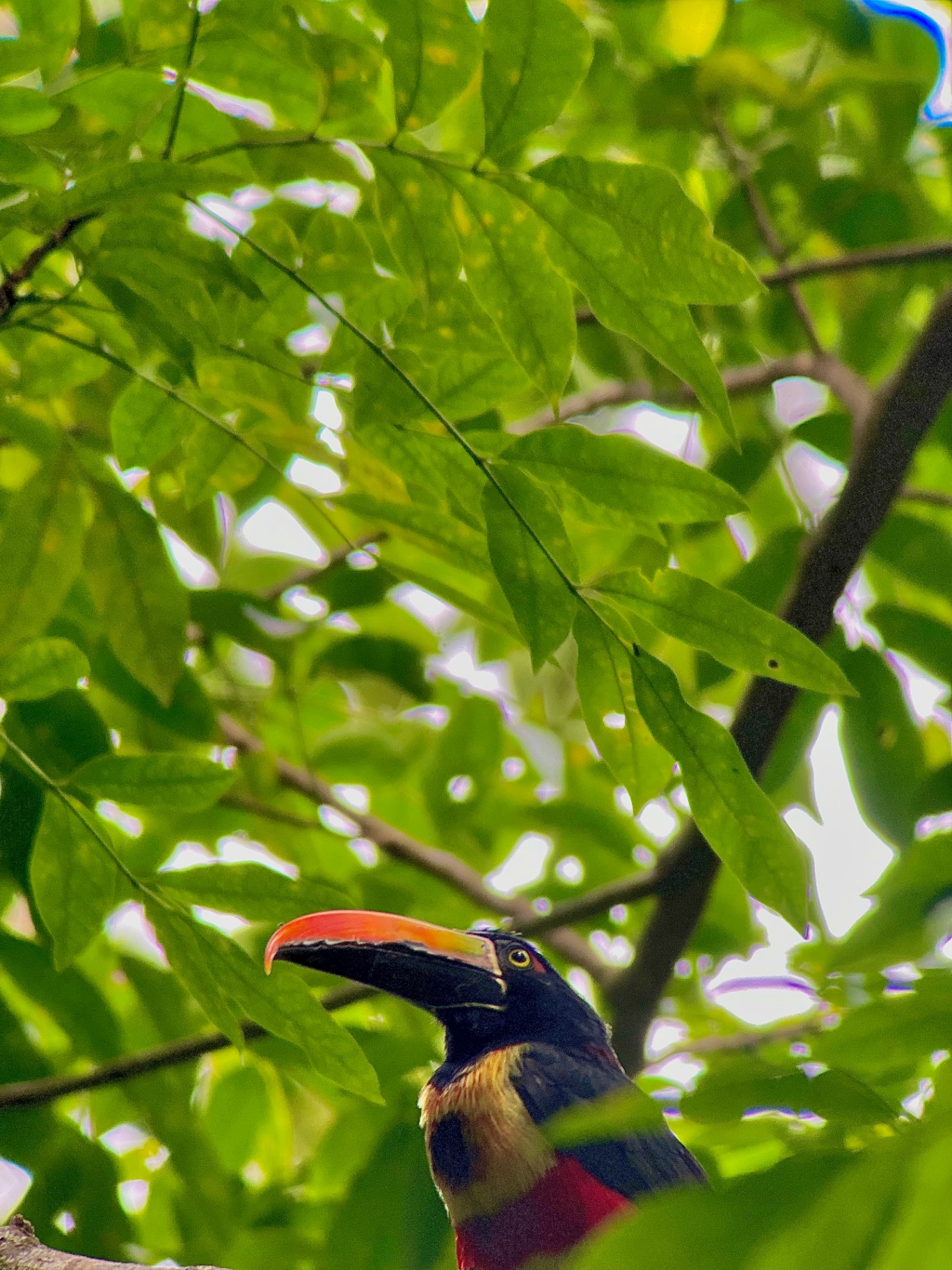 Rainforest, wildlife and coast around Manuel Antonio — Bioexploring Quepos
